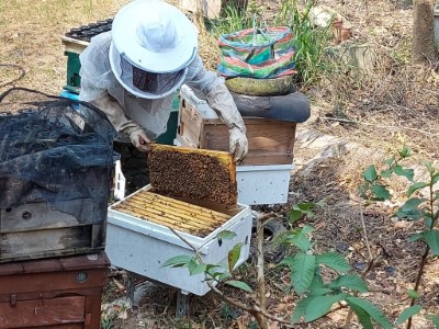 圖1 承租人進行查蜂及蜂箱整理